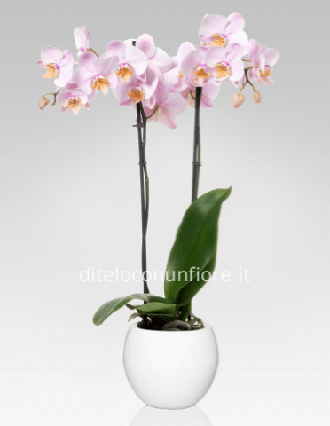 Pianta di Phaleonopsis, diversi colori a richiesta.